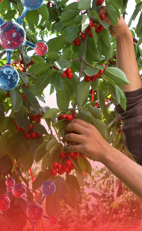 Cosecha de cerezos protegidos, validación en campo