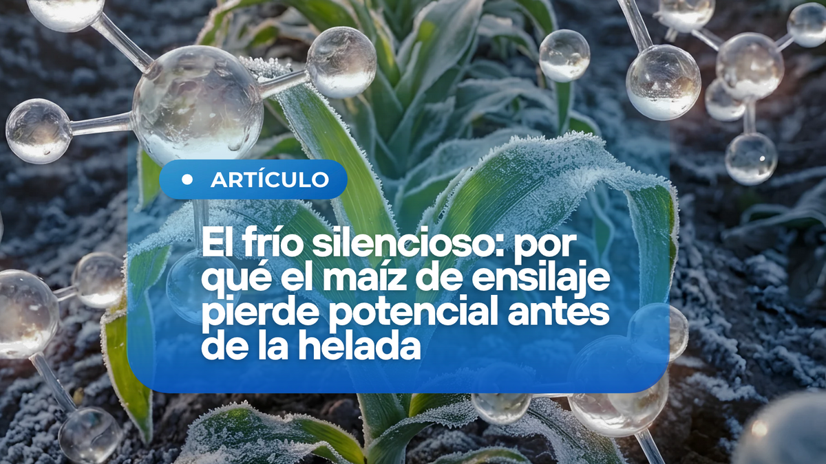 El frío silencioso: el daño en maíz de ensilaje antes de la helada