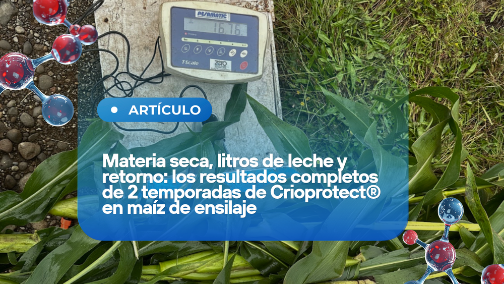 Materia seca, litros de leche y retorno: los resultados completos de 2 temporadas de Crioprotect® en maíz de ensilaje