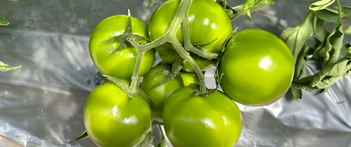 Tomates